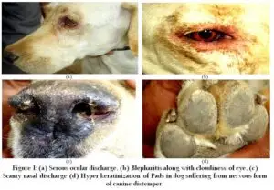 CANINE DISTEMPER