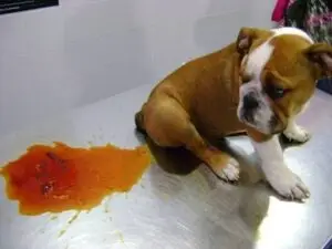 PARVO VIRUS INFECTION