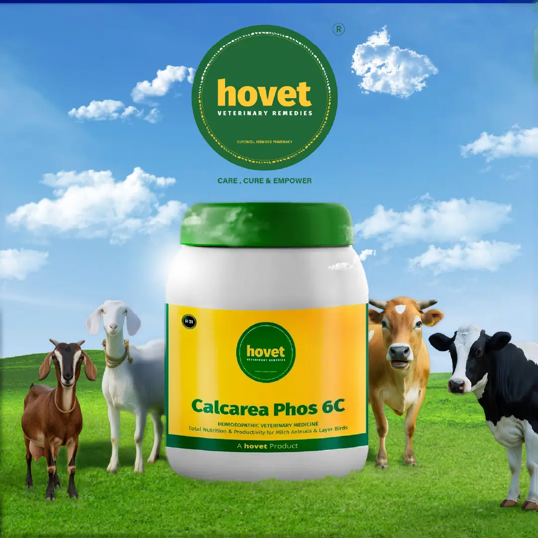 CALCAREA PHOS 6C