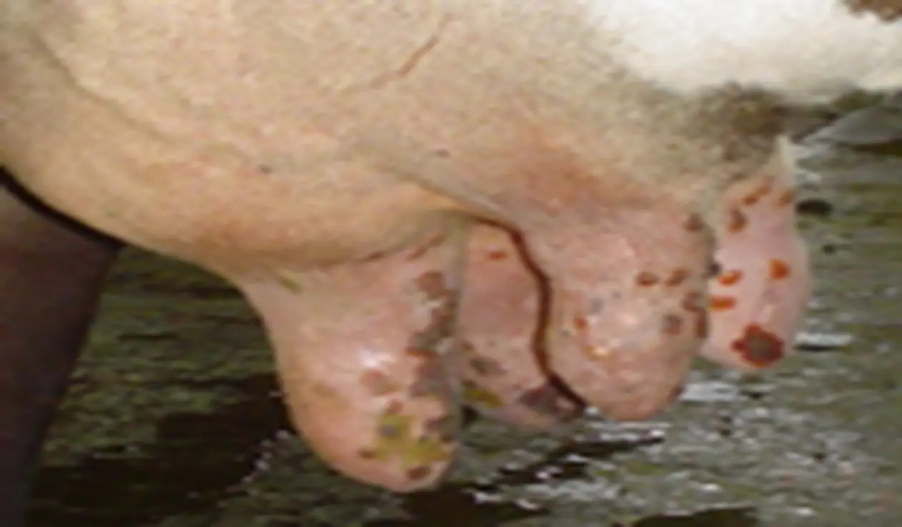 Cow Pox